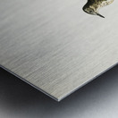 Water pipi ANTHUS SPINOLETTA RUPESTRIS Metal print