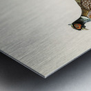 Ring-necked Pheasant phasianus colchicus torquatus Metal print