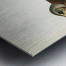 Fieldfare Turdus pilaris Metal print