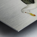 Great black-backed gull Larus Marinus Metal print