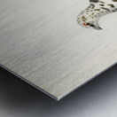 Rock ptarmigan Lagopus mutus Metal print