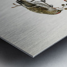 common linnet Acanthis linaria Metal print