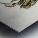 White-backed woodpecker 1♀  2♂ Dryobates leucotus Metal print