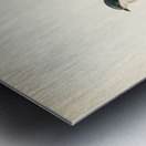 Hybrid between common house-martin and barn swallow Chelidon rustica L.xHirundo urbica Metal print