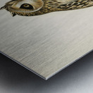 Short-eared Owl Asio flammeus Metal print