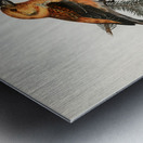 Common Buzzard BUTEO BUTEO Metal print