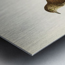 Common cuckoo-female ♀ Cuculus canorus Metal print