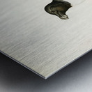 Razorbill Alca torda Metal print