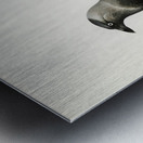 Western jackdaw Coloeus monedula Metal print