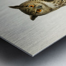 Eurasian eagle-owl BUBO BUBO Metal print