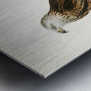 Red Kite Milvus milvus Metal print