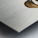 Northern Pintail Anas [dafila] acuta Metal print