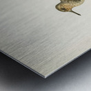 Sanderling Crocethia alba Metal print