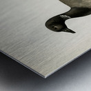 Brant Goose Branta bernicla Metal print