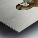 Greate Scaup Scaup male ♂ Nyroca marila Metal print