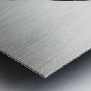 Common Buzzard Buteo buteo intermedius Metal print