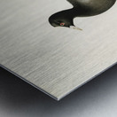 Eurasian coot Fulica atra Metal print