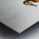 Common Pochard female Nyroca ferina Metal print