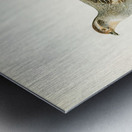 Grey partridge PERDIX PERDIX Metal print