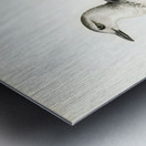 Black guillemot URIA GRYLLE Metal print