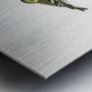 Siskin  Spinus spinus 1♂ 2♀ Metal print