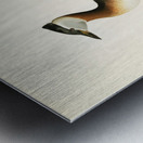 Red-necked grebe male Odiceps grisegena Metal print