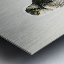 Northern hawk-owl SURNIA ULULA Metal print