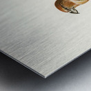 Parrot Crossbill ♂ Loxia pytyopsittacus Metal print