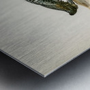 Common loon Colymbus immer Metal print