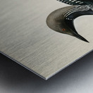 Black-throated loon Colymbus Arcticus Impression metal