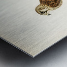 Common Kestrel Falco tinnunculus Metal print