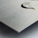 Somateria Mollissima Metal print