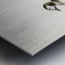 Harelda Hyemalis Metal print