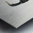 Great cormoran Phalacrocorax Carbo Metal print