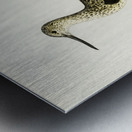 Greenshank Totanus Littoreus Metal print