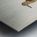 Red Knot ♂ Tringa Canutus Metal print