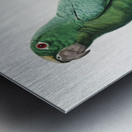 Yellow-crowned amazon Metal print