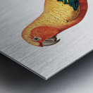 Sun parakeet  Metal print