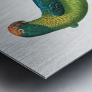 Peach-fronted conure  Metal print