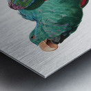 Eclectus parrot  Metal print