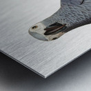 Congo grey parrot  Metal print