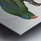 Yellow-crowned parakeet  Metal print