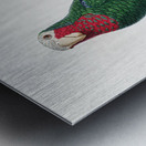 Rose-throated parrot  Metal print