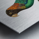 Caica parrot  Metal print