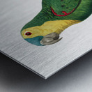 Blue-fronted amazon  Metal print