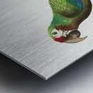 Buffons macaw  Metal print