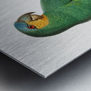 Loro guaro  Metal print