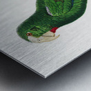 Cuban parrot  Metal print