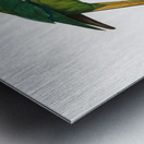 Plum-headed parakeet  Metal print