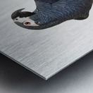 African grey parrot  Metal print